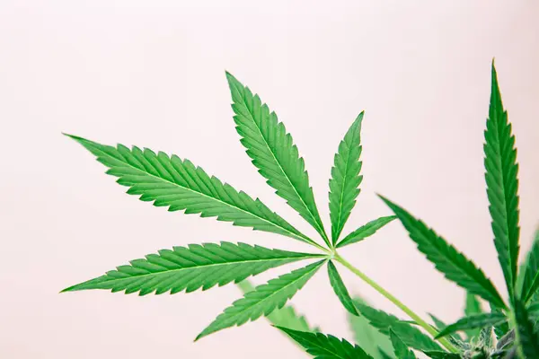 Beyaz arka planda marihuana yaprakları. Tıbbi marihuana esrar.