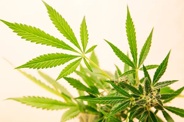 Beyaz arka planda marihuana yaprakları. Tıbbi marihuana esrarı çiçek açar..