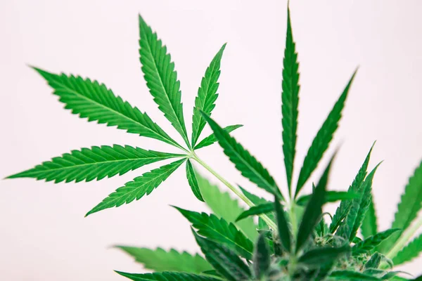 Beyaz arka planda marihuana yaprakları. Tıbbi marihuana esrar.