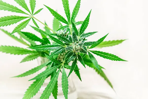 Beyaz arka planda vazodaki marihuana yaprakları. Çiçek tomurcukları tıbbi esrar marihuanası.