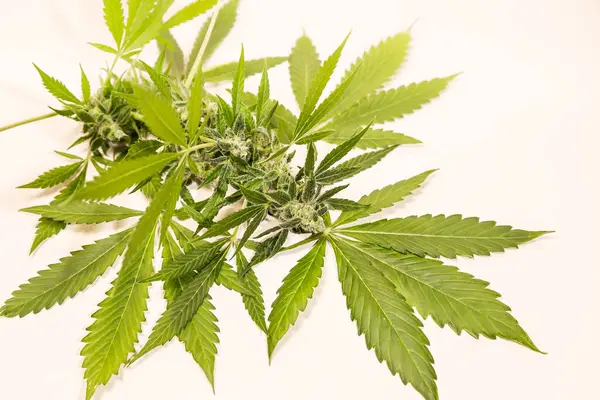 Beyaz arka planda marihuana yaprakları. Tıbbi marihuana esrarı çiçek açar..