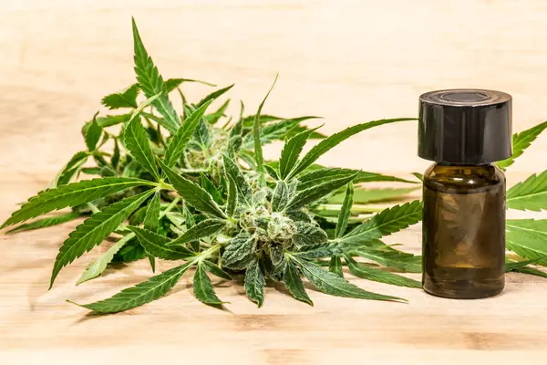 CBD petrol tıbbi kenevir ürünleri. Marihuana çiçek açar. Tedavi için kenevir otu ve yapraklar, et suyu, tentür, şişede yağ. Esrarın psikoaktif olmayan bileşeni.