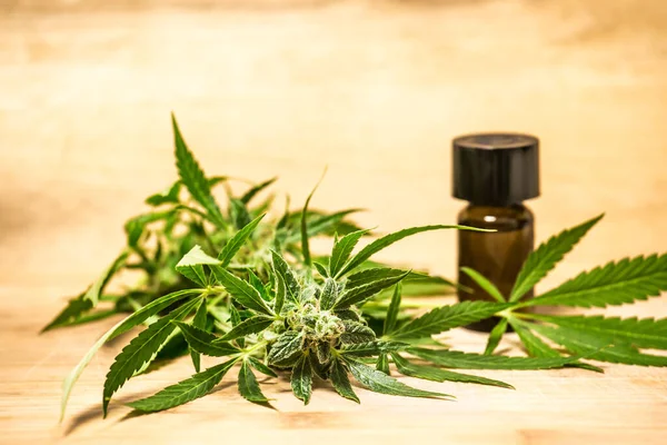 CBD petrol tıbbi kenevir ürünleri. Marihuana çiçek açar. Tedavi için kenevir otu ve yapraklar, et suyu, tentür, şişede yağ. Esrarın psikoaktif olmayan bileşeni.