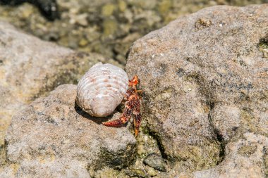 Çilek kırmızısı keşiş yengeci tropikal körfez, Cook Adaları, Rarotonga. Çilek kırmızısı keşiş yengeci kayalık sahilde yürüyor. Leşçi Coenobita perlatus güneşli sahilde sürünüyor. Cennet, Cook Adaları, Rarotonga 'da..
