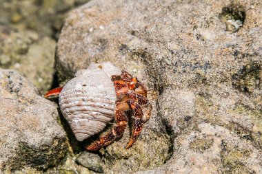 Çilek kırmızısı keşiş yengeci tropikal körfez, Cook Adaları, Rarotonga. Çilek kırmızısı keşiş yengeci kayalık sahilde yürüyor. Leşçi Coenobita perlatus güneşli sahilde sürünüyor. Cennet, Cook Adaları, Rarotonga 'da..