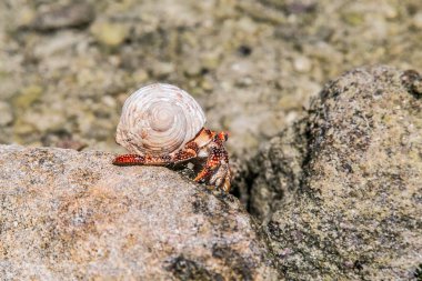 Çilek kırmızısı keşiş yengeci tropikal körfez, Cook Adaları, Rarotonga. Çilek kırmızısı keşiş yengeci kayalık sahilde yürüyor. Leşçi Coenobita perlatus güneşli sahilde sürünüyor. Cennet, Cook Adaları, Rarotonga 'da..