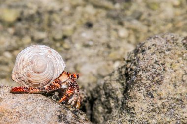 Çilek kırmızısı keşiş yengeci tropikal körfez, Cook Adaları, Rarotonga. Çilek kırmızısı keşiş yengeci kayalık sahilde yürüyor. Leşçi Coenobita perlatus güneşli sahilde sürünüyor. Cennet, Cook Adaları, Rarotonga 'da..