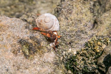 Çilek kırmızısı keşiş yengeci tropikal körfez, Cook Adaları, Rarotonga. Çilek kırmızısı keşiş yengeci kayalık sahilde yürüyor. Leşçi Coenobita perlatus güneşli sahilde sürünüyor. Cennet, Cook Adaları, Rarotonga 'da..