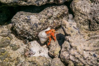Çilek kırmızısı keşiş yengeci tropikal körfez, Cook Adaları, Rarotonga. Çilek kırmızısı keşiş yengeci kayalık sahilde yürüyor. Leşçi Coenobita perlatus güneşli sahilde sürünüyor. Cennet, Cook Adaları, Rarotonga 'da..