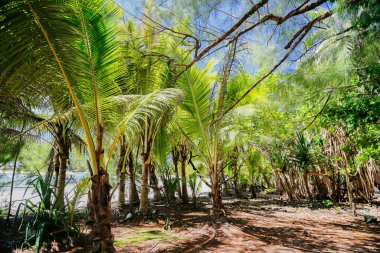 Tropik plaj, Cook Adaları 'ndaki cennet. Güneşli bir günde palmiye ağaçları olan Rarotonga kıyıları.