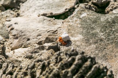 Çilek kırmızısı keşiş yengeci kayalık sahilde yürüyor. Leşçi Coenobita perlatus güneşli sahilde sürünüyor. Cennet, Cook Adaları 'ndaki tropik körfez, Rarotonga.
