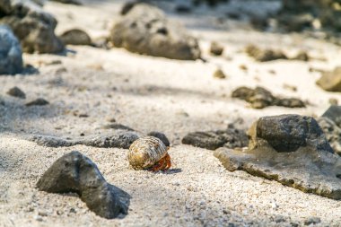 Çilek kırmızısı keşiş yengeci kayalık sahilde yürüyor. Leşçi Coenobita perlatus güneşli sahilde sürünüyor. Cennet, Cook Adaları 'ndaki tropik körfez, Rarotonga.