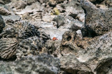 Strawberry red hermit crab walks on rocky beach. Scavenger Coenobita perlatus crawl on the sunny beach. Paradise destination, tropical bay on Cook Islands, Rarotonga. clipart