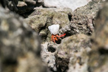 Çilek kırmızısı keşiş yengeci kayalık sahilde yürüyor. Leşçi Coenobita perlatus güneşli sahilde sürünüyor. Cennet, Cook Adaları 'ndaki tropik körfez, Rarotonga.