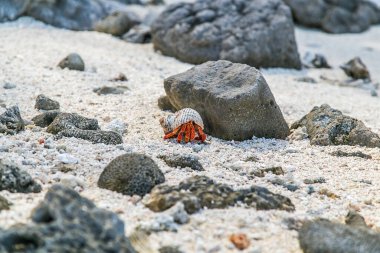 Çilek kırmızısı keşiş yengeci kayalık sahilde yürüyor. Leşçi Coenobita perlatus güneşli sahilde sürünüyor. Cennet, Cook Adaları 'ndaki tropik körfez, Rarotonga.