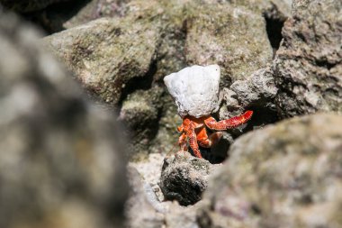 Çilek kırmızısı keşiş yengeci kayalık sahilde yürüyor. Leşçi Coenobita perlatus güneşli sahilde sürünüyor. Cennet, Cook Adaları 'ndaki tropik körfez, Rarotonga.