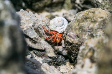 Çilek kırmızısı keşiş yengeci kayalık sahilde yürüyor. Leşçi Coenobita perlatus güneşli sahilde sürünüyor. Cennet, Cook Adaları 'ndaki tropik körfez, Rarotonga.