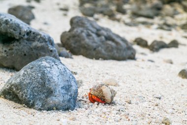 Çilek kırmızısı keşiş yengeci kayalık sahilde yürüyor. Leşçi Coenobita perlatus güneşli sahilde sürünüyor. Cennet, Cook Adaları 'ndaki tropik körfez, Rarotonga.