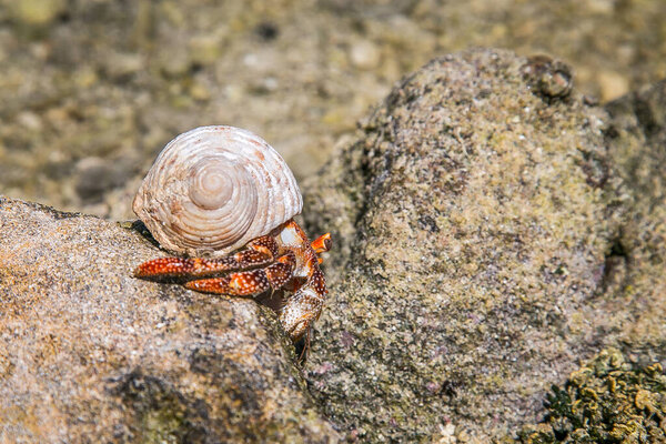 Клубничный красный краб-отшельник в тропическом заливе, Острова Кука, Раротонга. Клубнично-красный краб-отшельник гуляет по скалистому пляжу. Падальщик Coenobita perlatus ползает по солнечному пляжу. Рай на Островах Кука, Раротонга.