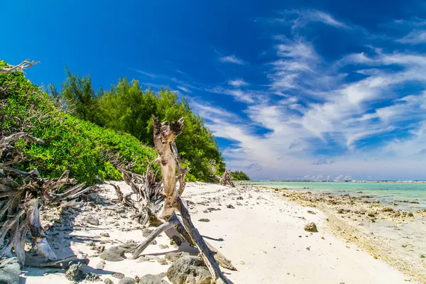 Cook Adaları 'ndaki tropik sahil. Cennetin varış noktası Rarotonga. Tropikal Ada Rarotonga. Yeşil ağaçlı tropik kum plajı. Güneşli bir günde bulutlu gök mavisi. Kristal berrak suyla mavi deniz.