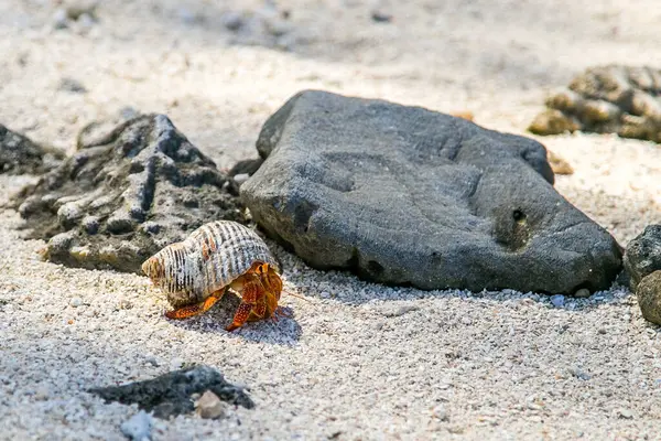 Çilek kırmızısı keşiş yengeci kayalık sahilde yürüyor. Leşçi Coenobita perlatus güneşli sahilde sürünüyor. Cennet, Cook Adaları 'ndaki tropik körfez, Rarotonga.