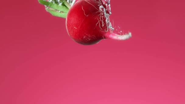 Radish Falling Water Making Air Bubbles Slow Motion Pink Background — Stock Video