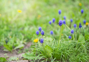 Armenian grape hyacinth in early spring garden.