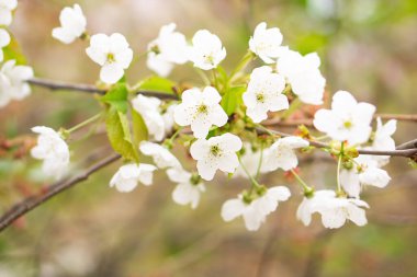 Bahar parkında çiçek açan kiraz dalları. Doğanın güzel, soyut arka planı. Bahar çiçeklerinin açtığı doğa sahnesi. Yüksek kalite fotoğraf.