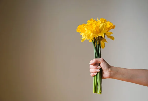 Beautiful bouquet of fresh yellow daffodils flowers or narcissus in the female hand on a grey background, close up. High quality photo.