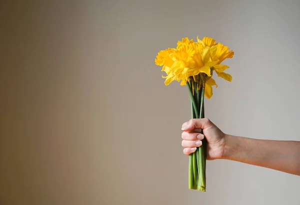 stock image Beautiful bouquet of fresh yellow daffodils flowers or narcissus in the female hand on a grey background, close up. High quality photo.