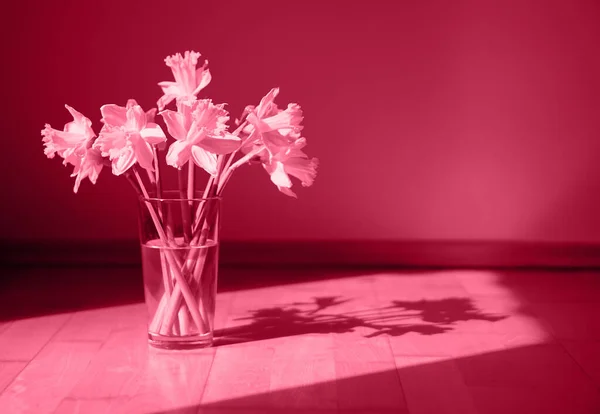 Trendy Color 2023 Viva Magenta Daffodils Flowers Vase Ground Sunlight — Stock Photo, Image