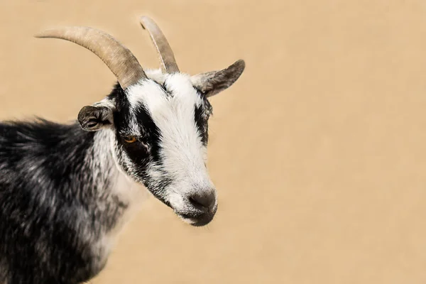 stock image Portrait of a goat on a farm in the village. High quality photo