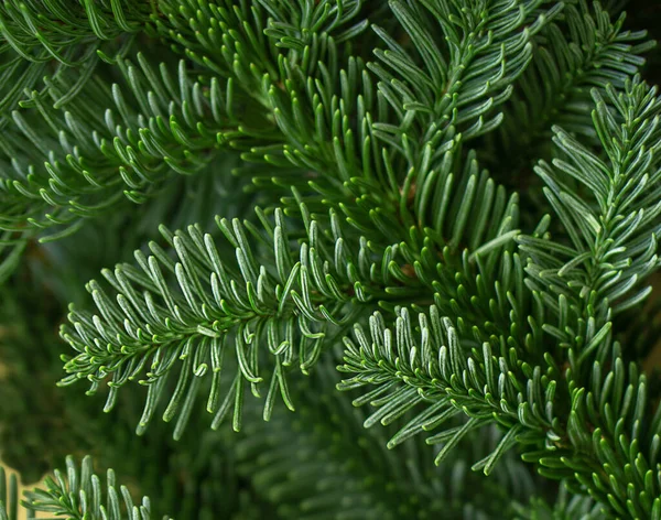 Hintergrund Der Grünen Tannenbaumzweige Hochwertiges Foto Frohes Neues Jahr Frohe — Stockfoto