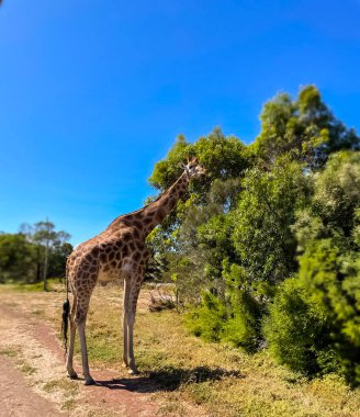 Zürafa çalılıklardaki hayatları yiyor. Güneşli bir günde vahşi doğada zürafa. Zürafa yaşam alanları