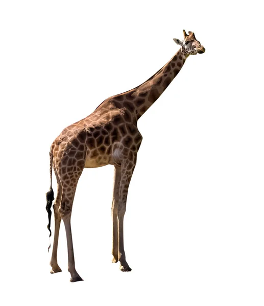 Stehende Giraffe Isoliert Auf Weißem Hintergrund Ausgeschnitten — Stockfoto