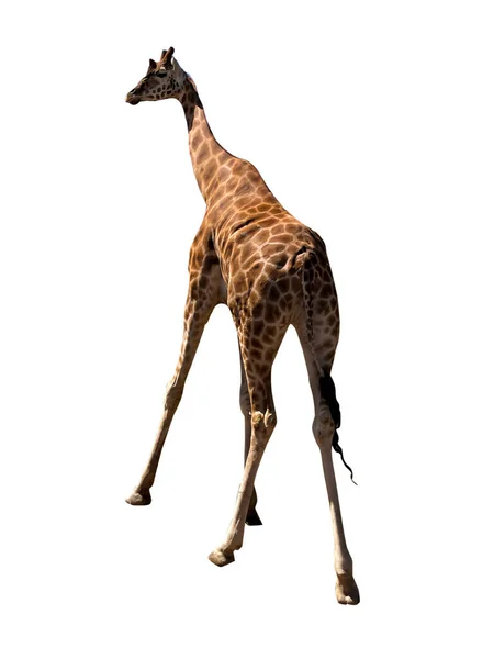 Beyaz Arka Plan Üzerinde Izole Zürafa Ayakta — Stok fotoğraf