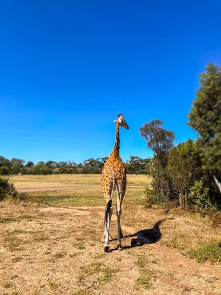 Une Girafe Marche Travers Savane Dans Une Journée Ensoleillée — Photo