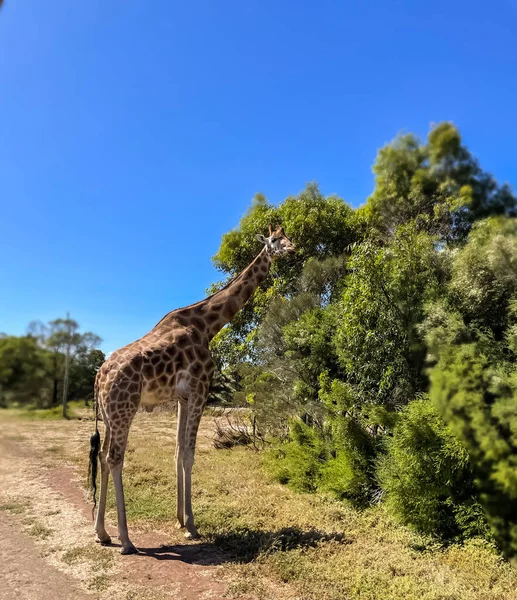 Żyrafa Zjada Życie Krzaków Żyrafa Dzikiej Przyrodzie Słoneczny Dzień Siedliska — Zdjęcie stockowe