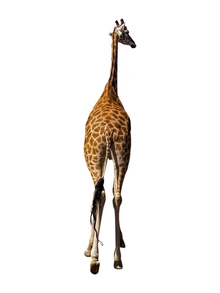 Girafa Isolado Fundo Branco Visão Traseira — Fotografia de Stock