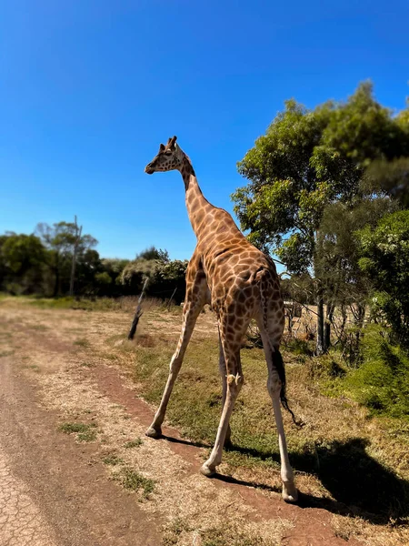 Girafa Bonita Andando Pela Estrada Tha Dia Ensolarado — Fotografia de Stock