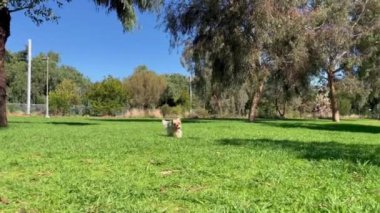 Yorkshire Terrire köpek yavrusu parkta topla oynuyor. Hayvan bakımı yaşam tarzı