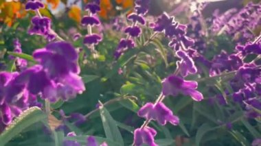 Gün batımında güzel pembe ve mor çiçekler, yakın çekim videosu. Melbourne 'da sonbahar