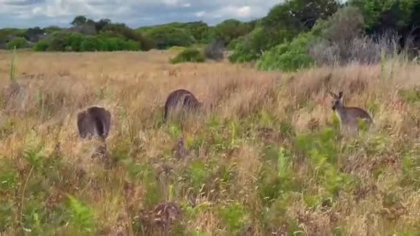 Flock Australiska Kängurur Betar Ängen Närbild Video Kängurur Äter Gräs — Stockvideo