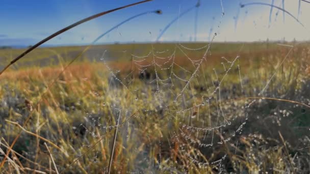 雨后蜘蛛网与雨滴的密切关系 澳大利亚墨尔本Yarra Valley 带露珠的蜘蛛网 — 图库视频影像