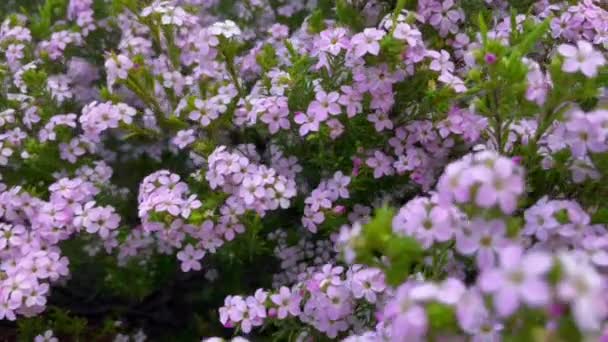 Lilac Blommor Buske Bakgrund Närbild Video Vacker Öppning Rosa Och — Stockvideo