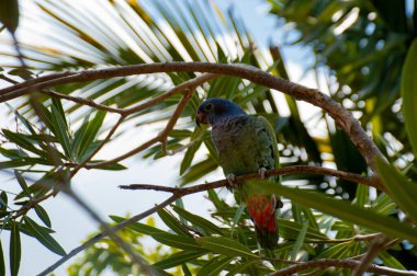 Ağaçtaki mavi papağan