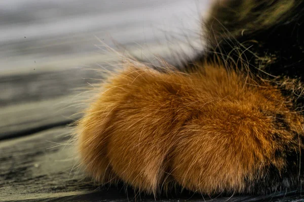 靠近那只毛茸茸的条纹猫的爪子 宏观摄影 高质量的照片 — 图库照片