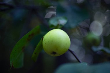 Ağaçtaki yeşil elma. Meyve ağacında bir elma asılı. Yüksek kalite fotoğraf