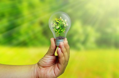 İçinde yeşil bitki bulunan ampul insan eliyle bulanık doğa arka planında.