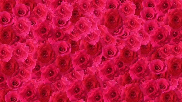 Pozadí Rudých Růží Bezproblémový Vzor Valentýna — Stock fotografie